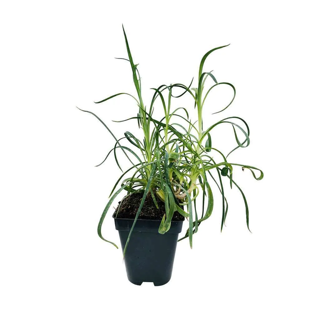 Œillet des fleuristes rouge : godet vert